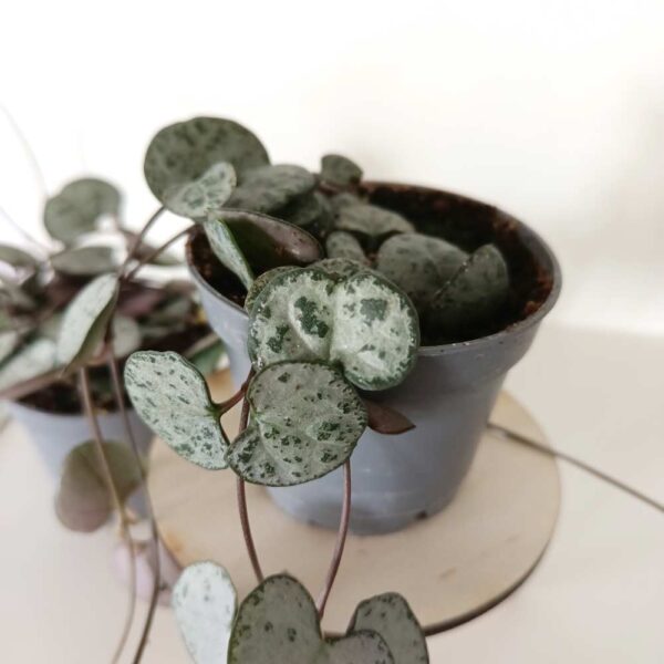 Ceropegia Woodii