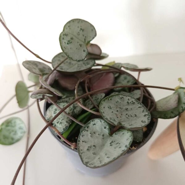 Ceropegia Woodii