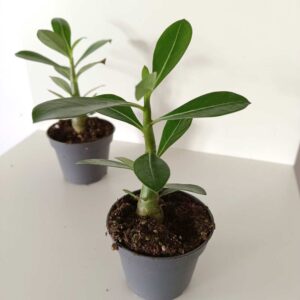 Adenium obesum - Róża Pustyni, Mini Baobab
