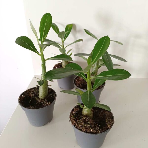 Adenium obesum - Róża Pustyni, Mini Baobab
