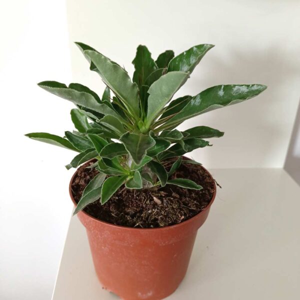 Pachypodium saundersii