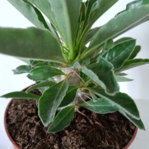 Pachypodium saundersii