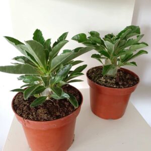Pachypodium saundersii