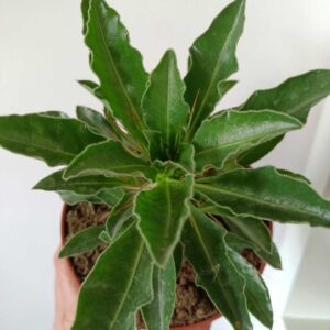 Pachypodium saundersii