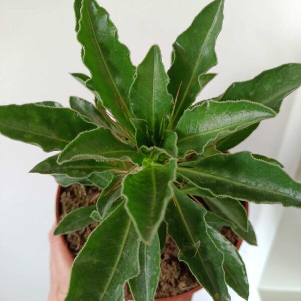 Pachypodium saundersii
