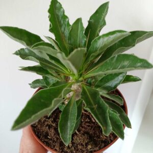 Pachypodium saundersii