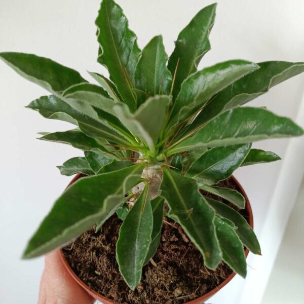 Pachypodium saundersii