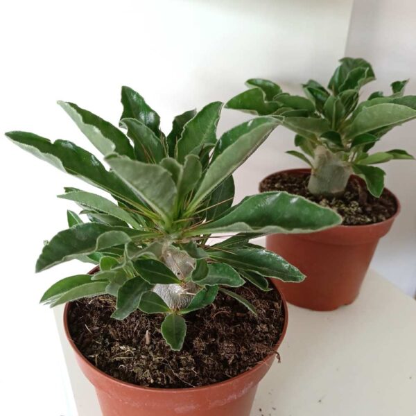 Pachypodium saundersii Pachypodium saundersii