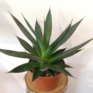 Agave Shaka Zulu-agawa