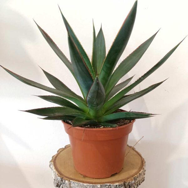 Agave Shaka Zulu-agawa