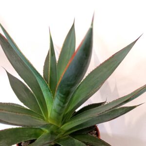 Agave Shaka Zulu-agawa