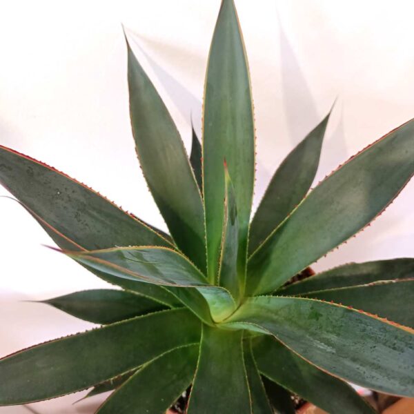 Agave Shaka Zulu-agawa