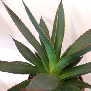 Agave Shaka Zulu-agawa