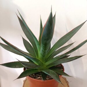Agave Shaka Zulu-agawa