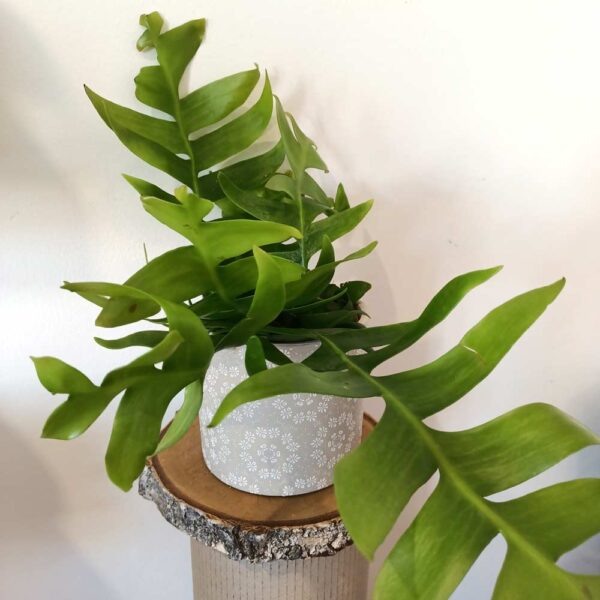 Epiphyllum chrysocardium -kaktus zygzak Epiphyllum chrysocardium -kaktus zygzak
