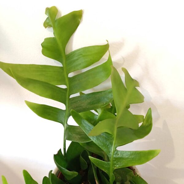 Epiphyllum chrysocardium -kaktus zygzak