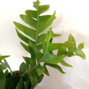 Epiphyllum chrysocardium -kaktus zygzak