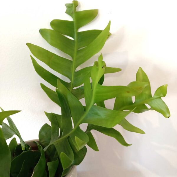 Epiphyllum chrysocardium -kaktus zygzak