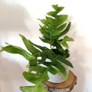 Epiphyllum chrysocardium -kaktus zygzak