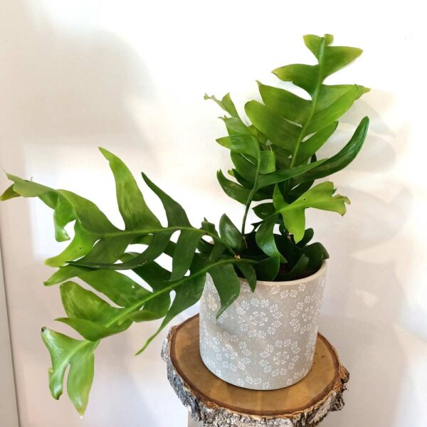 Epiphyllum chrysocardium -kaktus zygzak