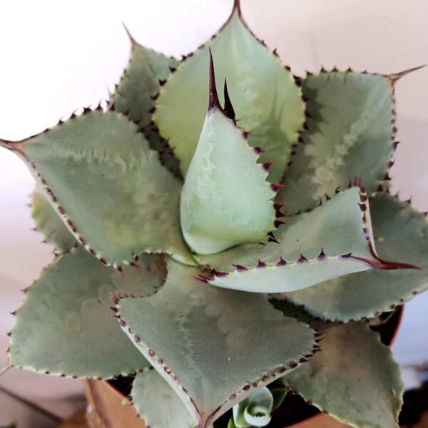 Agave Dragiones (agawa) Agave Dragiones (agawa)
