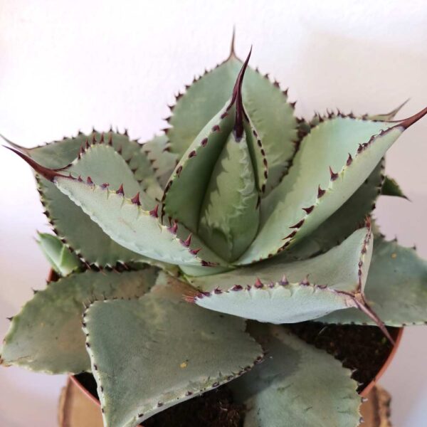 Agave Dragiones (agawa)