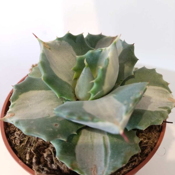 Agave potatorum cv. Ohi-Raijin variegata (agawa)