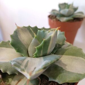 Agave potatorum cv. Ohi-Raijin variegata (agawa)