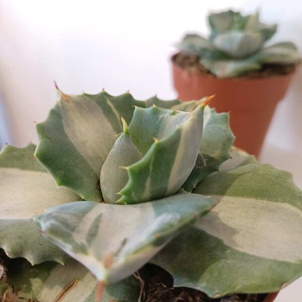 Agave potatorum cv. Ohi-Raijin variegata (agawa)