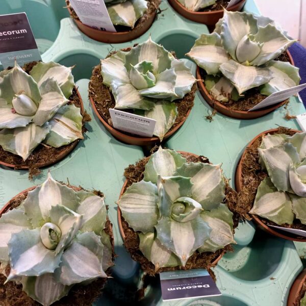 Agave potatorum cv. Ohi-Raijin variegata (agawa)