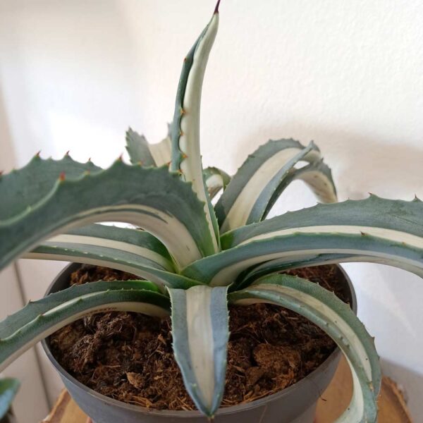 Agave amerciana Mediopicta Alba
