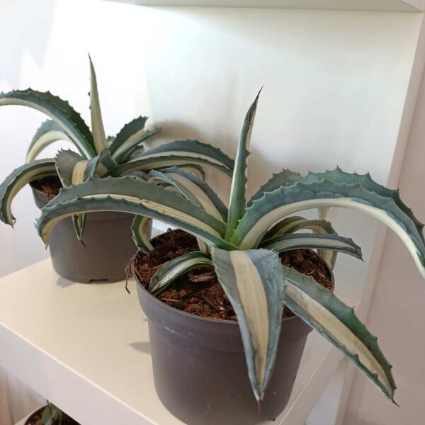 Agave amerciana Mediopicta Alba Agave amerciana Mediopicta Alba