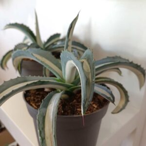 Agave amerciana Mediopicta Alba