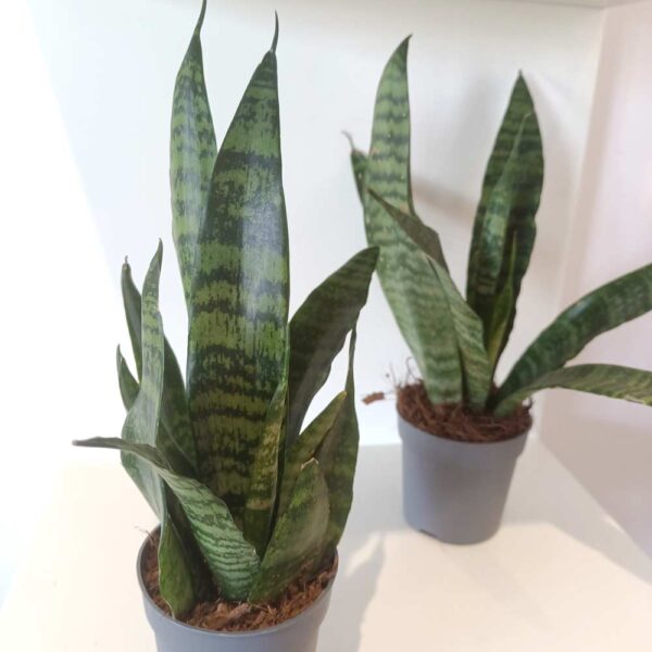 Sansevieria Black Coral Sansevieria Black Coral