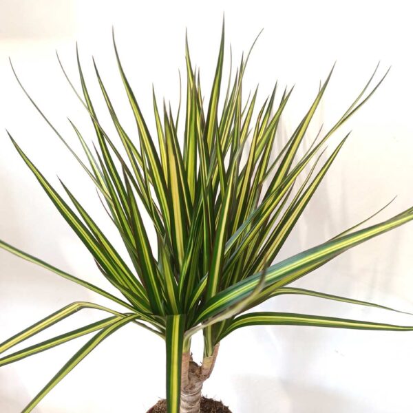 Dracaena marginata Sunray Dracaena marginata Sunray