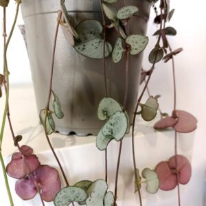 Ceropegia woodii Silver Glory