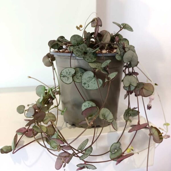 Ceropegia woodii Silver Glory Ceropegia woodii Silver Glory