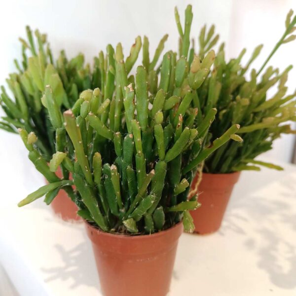 Rhipsalis Ewaldiana Rhipsalis Ewaldiana