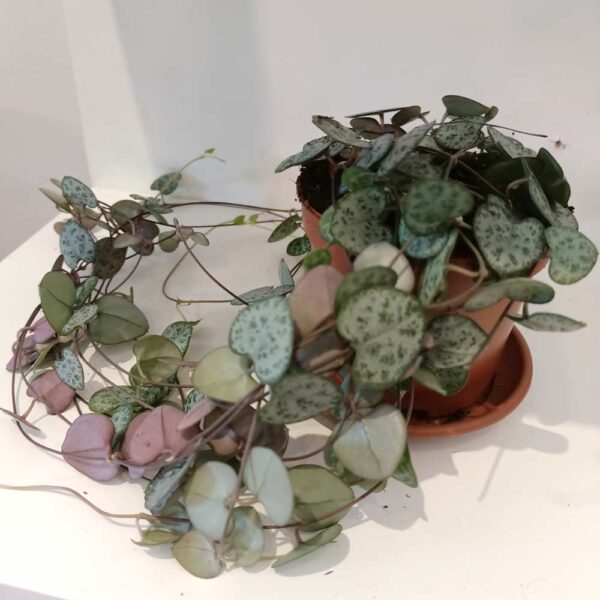 Ceropegia Woodii Ceropegia Woodii