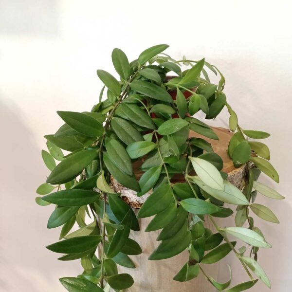 Aeschynanthus Caro Improved Aeschynanthus Caro Improved