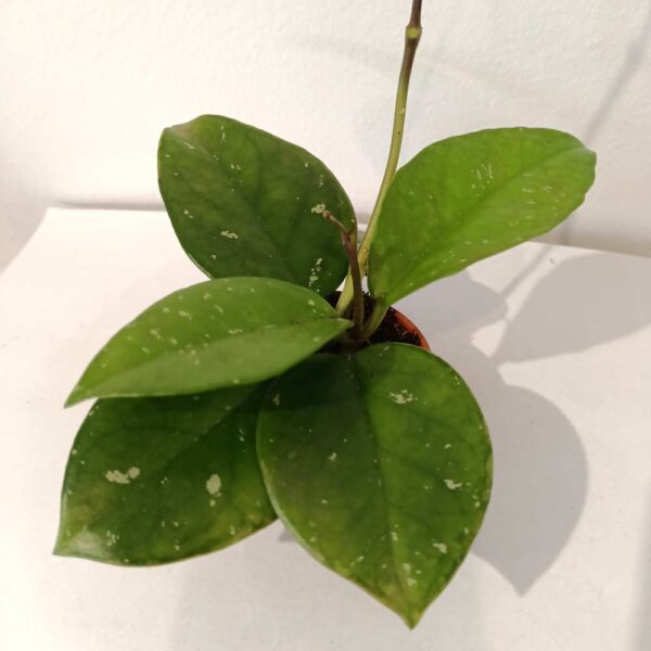 Hoya carnosa Freckles Splash Hoya carnosa Freckles Splash