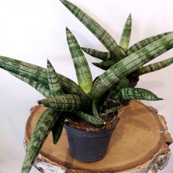 Sansevieria cylindrica Boncel Sansevieria cylindrica Boncel