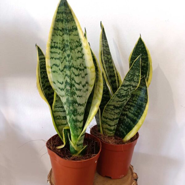 Sansevieria Futura Superba Sansevieria Futura Superba