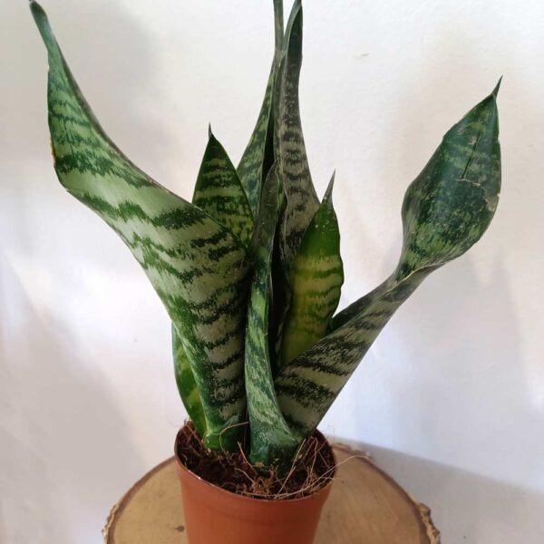 Sansevieria Zeylanica Sansevieria Zeylanica
