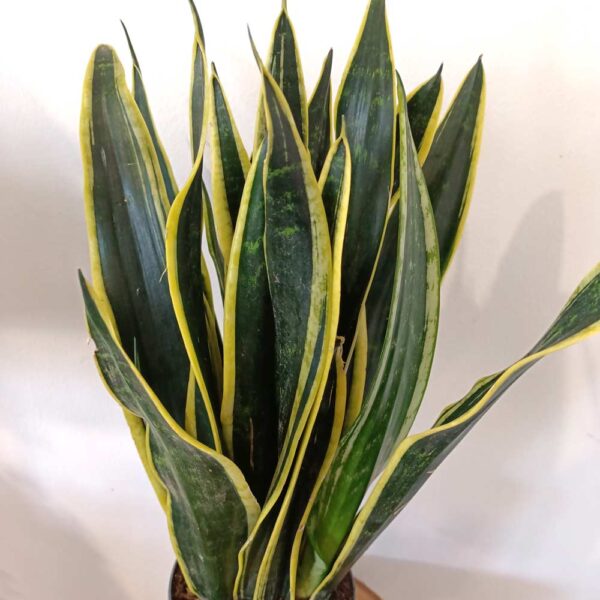 Sansevieria Black Gold Sansevieria Black Gold