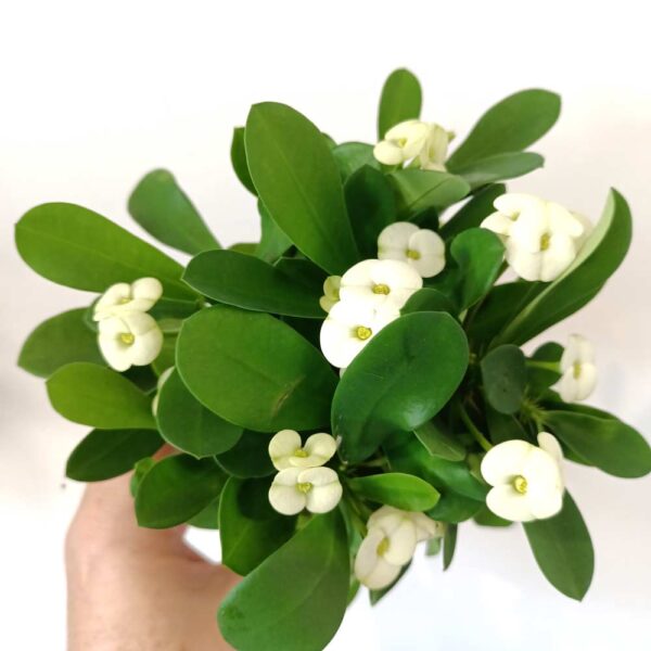 Euphorbia milli Euphorbia milli