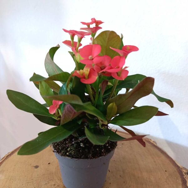 Euphorbia milli Euphorbia milli