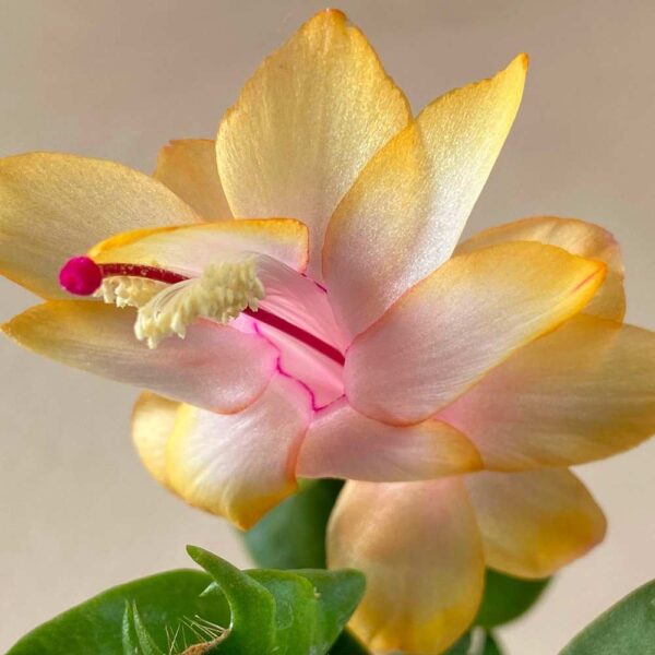 Schlumbergera Sophia Schlumbergera Sophia