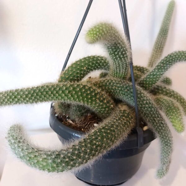 Hildewintera colademononis Hildewintera colademononis