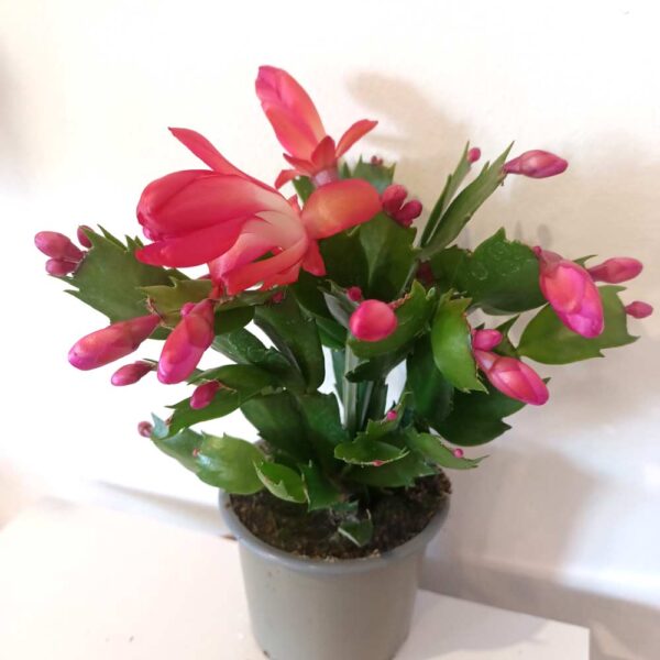 Schlumbergera Red - grudnik Schlumbergera Red - grudnik
